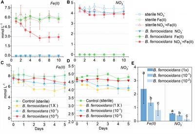 Metabolic Inactivity and Re-awakening of a Nitrate Reduction Dependent Iron(II)-Oxidizing Bacterium Bacillus ferrooxidans